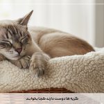 گربه ها دوست دارند کجا بخوابند