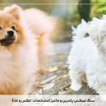 سگ میکس پامرین و مالتیز (مشخصات، عکس و غذا)