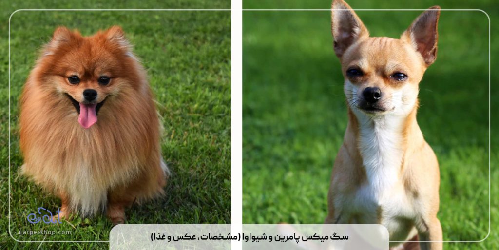 سگ میکس پامرین و شیواوا (مشخصات، عکس و غذا)