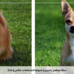 سگ میکس پامرین و شیواوا (مشخصات، عکس و غذا)