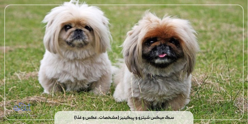 سگ میکس شیتزو و پیکینیز (مشخصات، عکس و غذا)