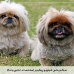 سگ میکس شیتزو و پیکینیز (مشخصات، عکس و غذا)