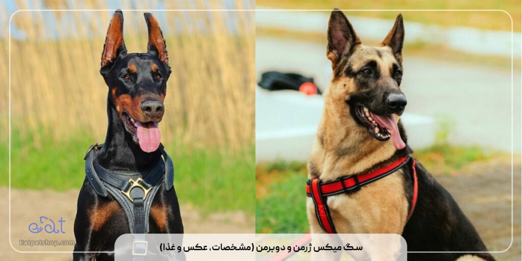 سگ میکس ژرمن و دوبرمن (مشخصات، عکس و غذا)