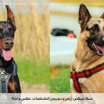 سگ میکس ژرمن و دوبرمن (مشخصات، عکس و غذا)