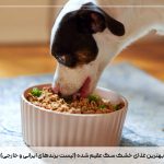 بهترین غذای خشک سگ عقیم شده (لیست برندهای ایرانی و خارجی)