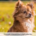 سگ میکس اشپیتز و شیواوا (مشخصات، عکس و غذا)