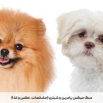 سگ میکس پامرین و شیتزو (مشخصات، عکس و غذا)